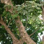 いちじくの木「今から後いつまでも、おまえの実を食べる者がないように」